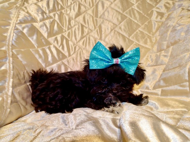 ***XXXXXXXS Ultra Rare Micro Black White Tiny F1 Maltese X Toy Poodle Maltipoo Puppy 5 months old***