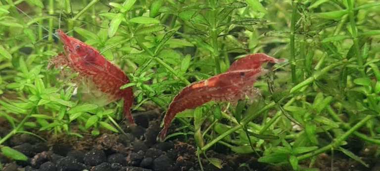 Cherry Shrimp (15 for £10) and White Cloud Minnows (17 for £10) 