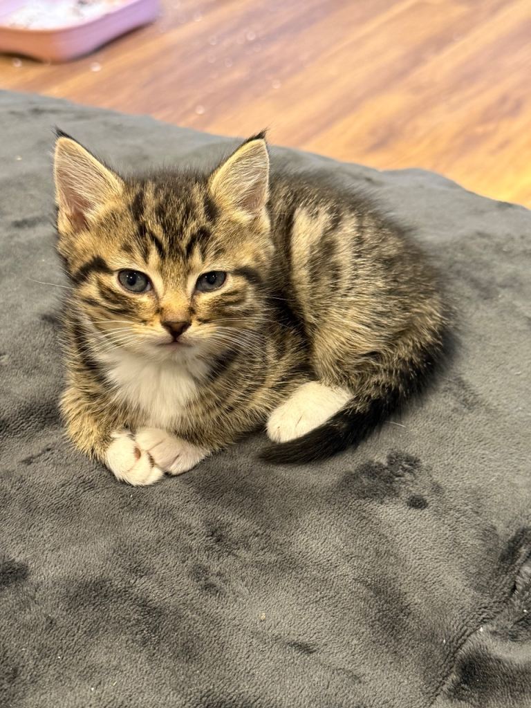 1 girl and 1 boy from litter of 5
