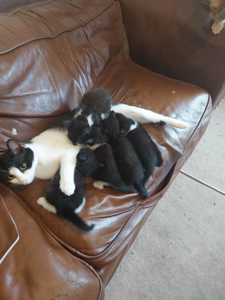 Black and White Kittens