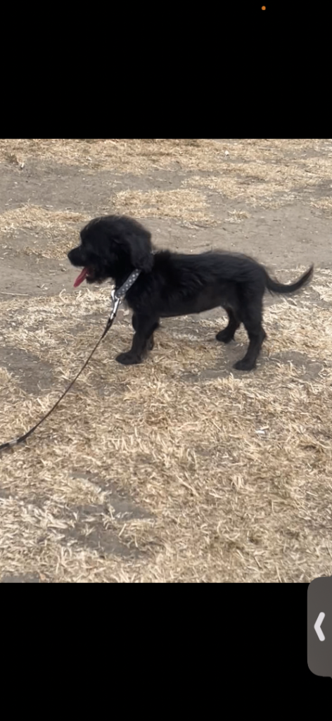 Puppy for sale 