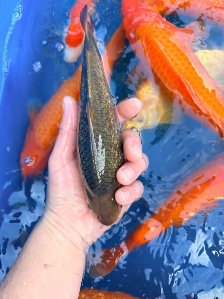Koi for sale