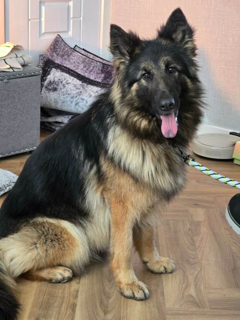 German Shepherd 