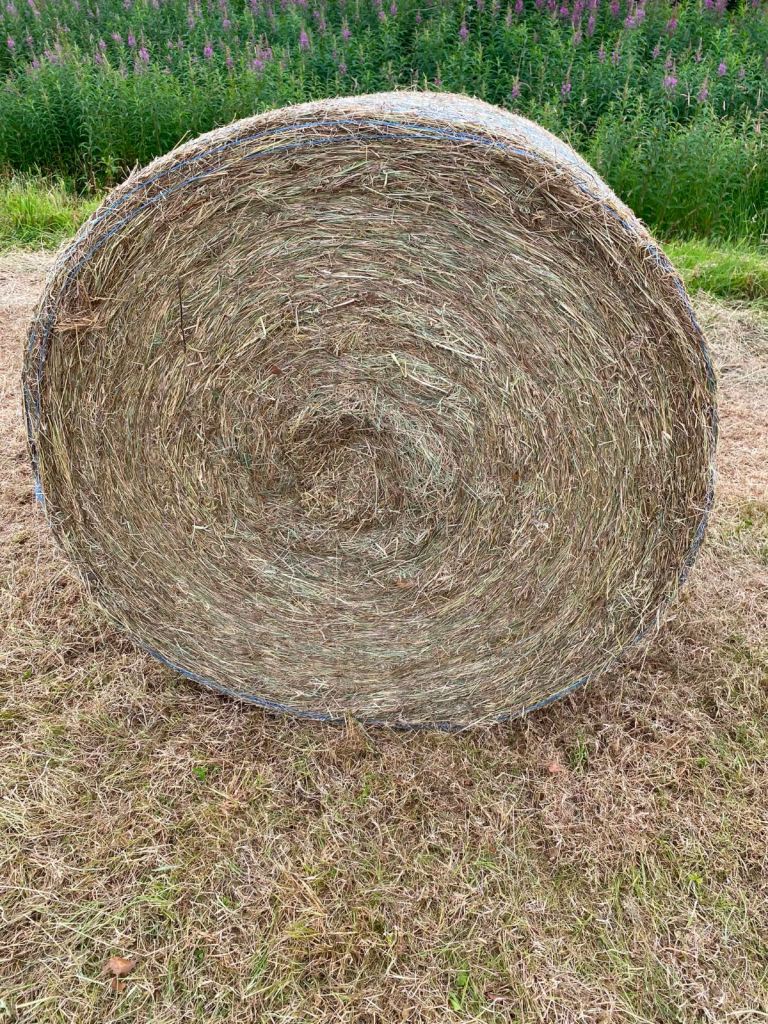 Hay