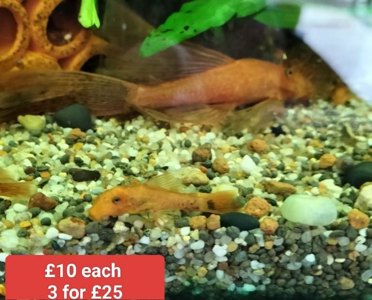 Longfin super red plecos 3/4 cm Costessey NR5 0PX 