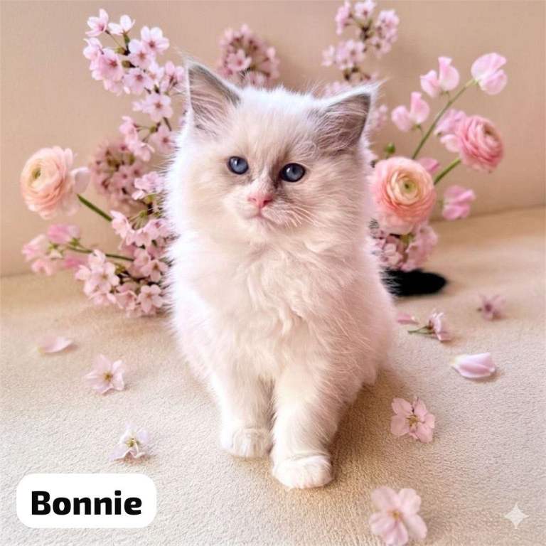 Gorgeous Ragdoll Kittens for sale ALL RESERVED