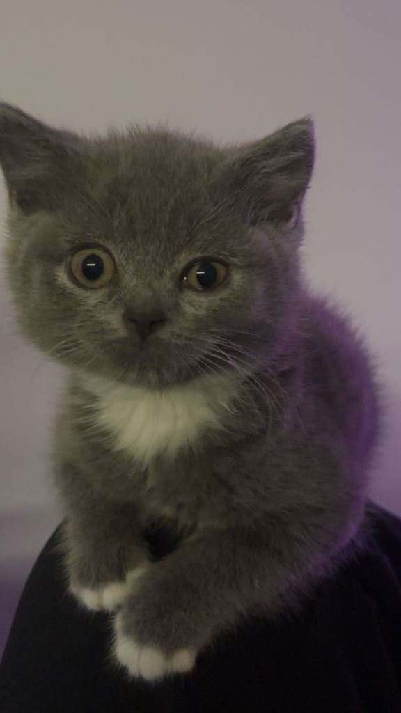 Cat for sale