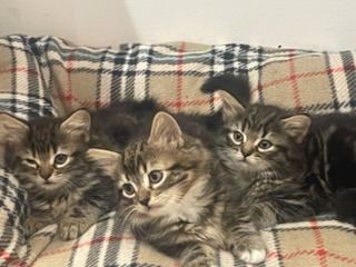 🐾3 cute girls kittens for sale 🐾