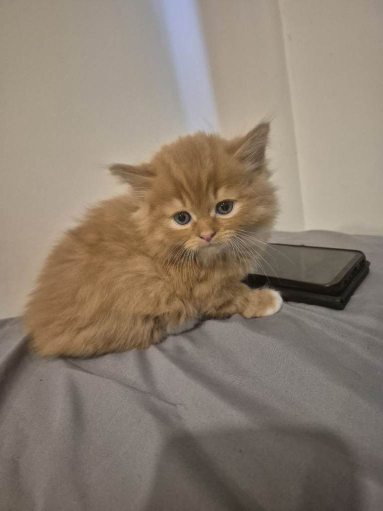 5 beautful kittens ready for new homes 