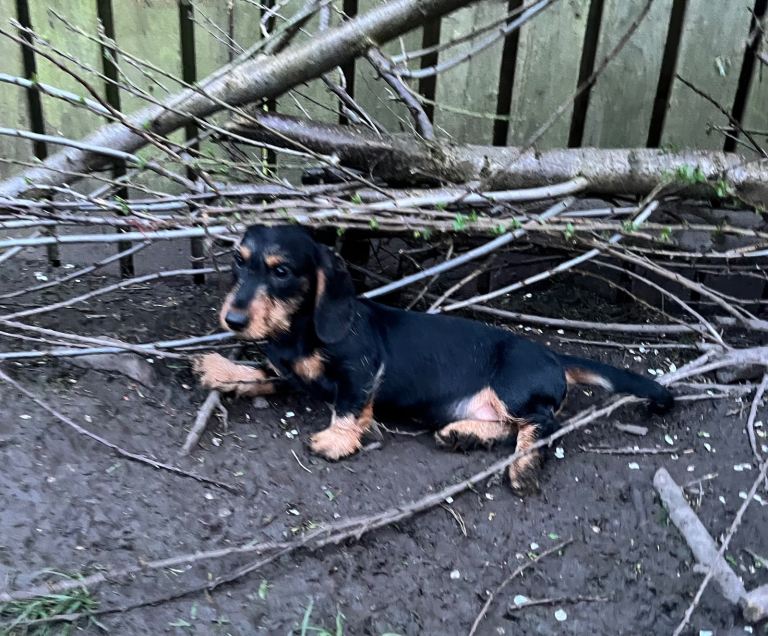 Miniature Dachshunds 