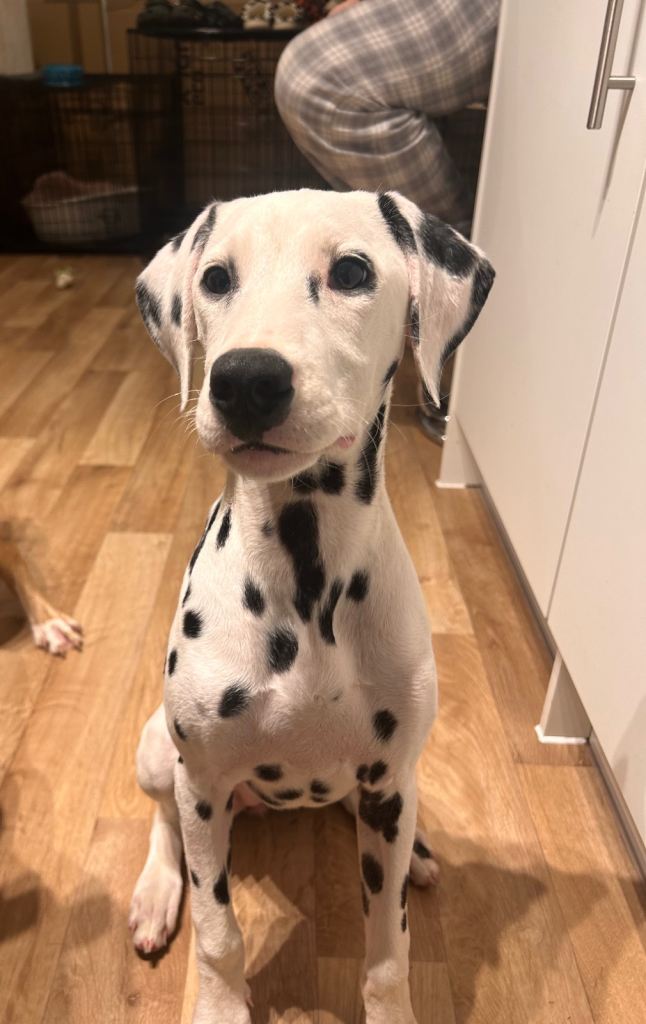 Female Dalmatian pup 