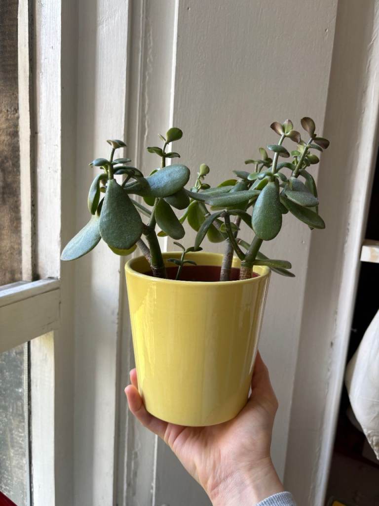 Mature Jade Plant & Sweet Yellow Pot