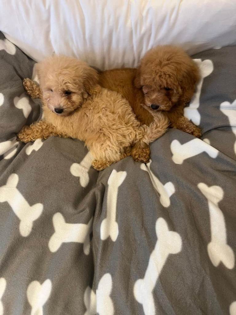 Cavapoo puppies
