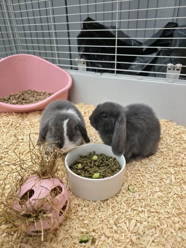 Mini lops 