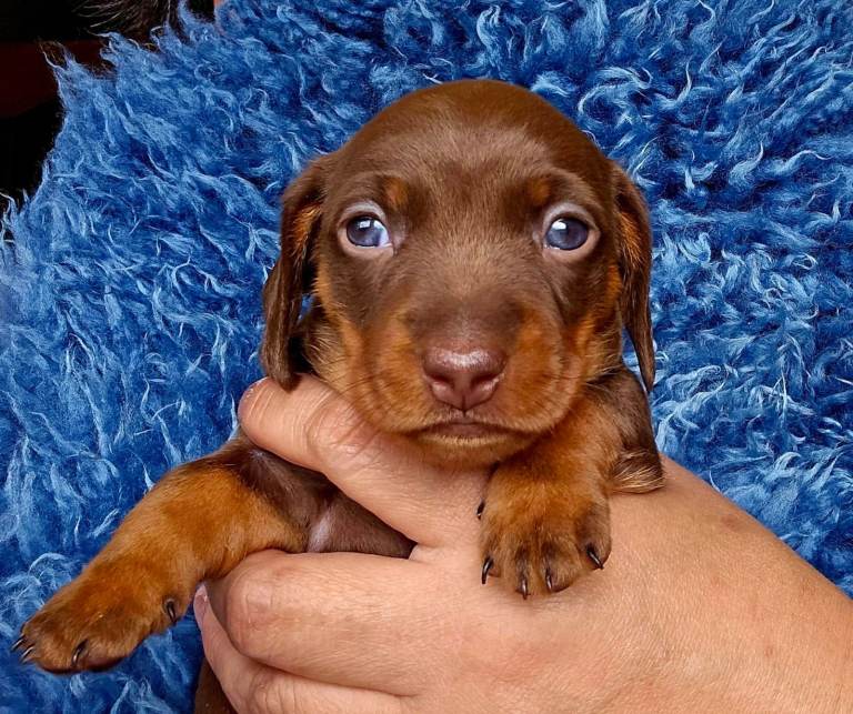 Beautiful Smooth-Haired Mini Dachshund