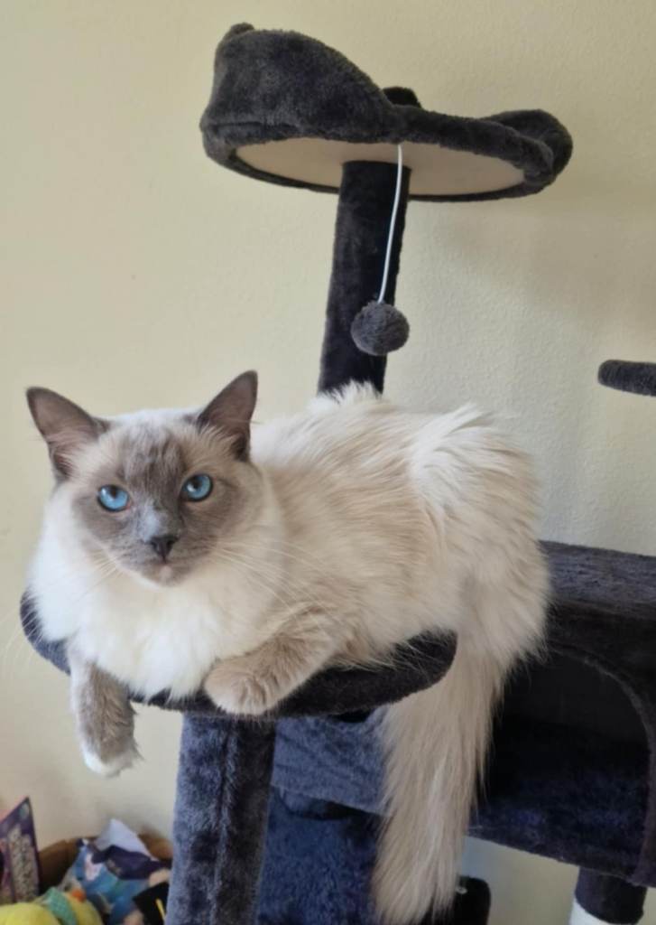 Beautiful Ragdoll blue mitten looking for a loving new home