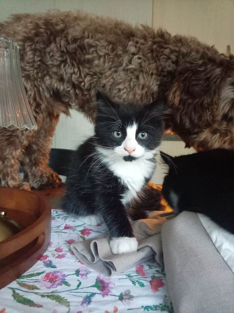 12 week old kittens 