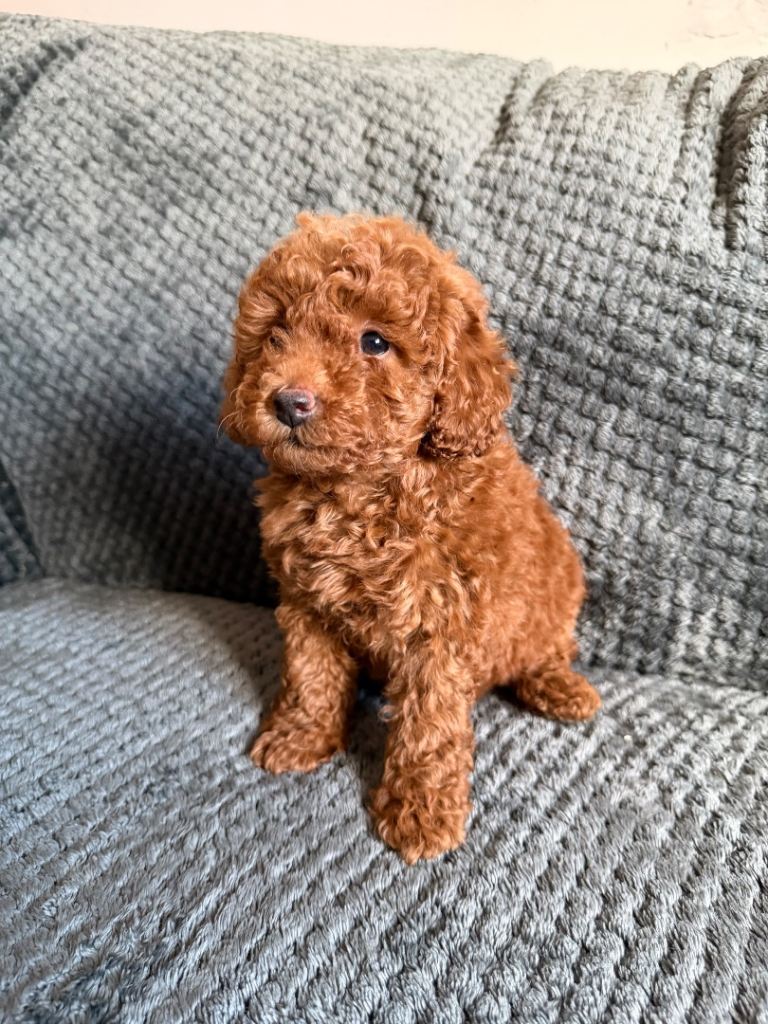 Stunning Red Toy Poodles