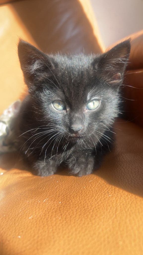 One black male kitten for sale 