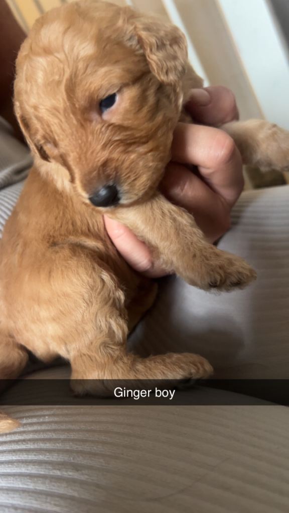 Whippet x toy poodle 