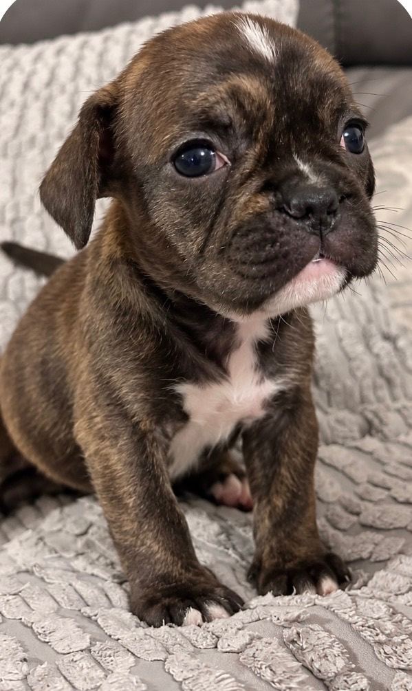 2 frenchel girls available (frenchie x cavalier King Charles)