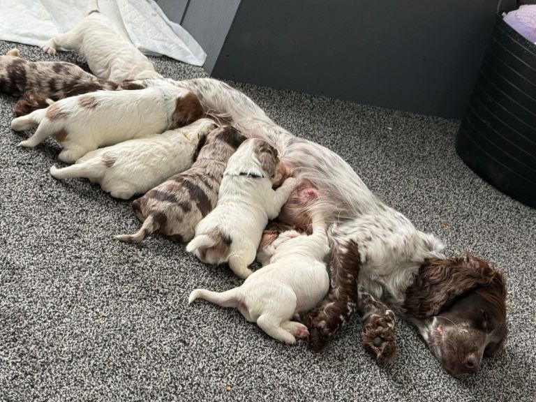 Cocker spaniel puppy’s 