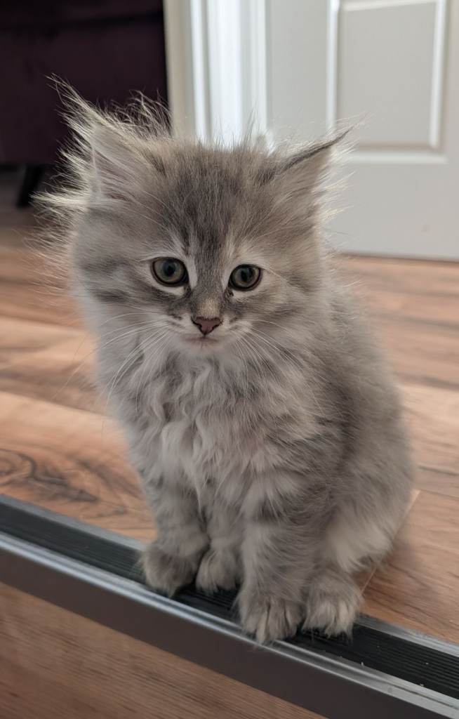 Siberian kittens hypoallergenic 