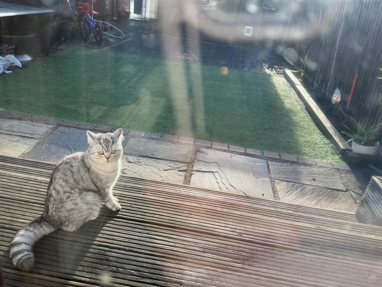 British shorthair 