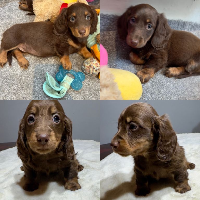 Long hair Dachshund miniature dapple tan