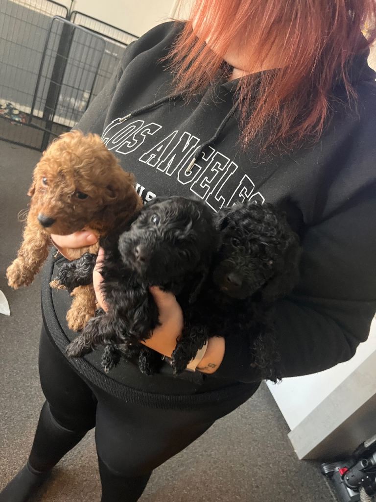F2 COCKAPOO PUPS
