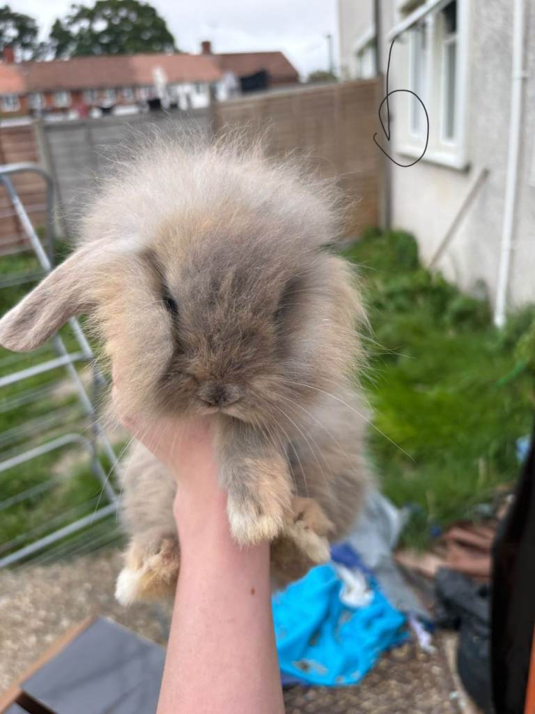 3 baby rabbits