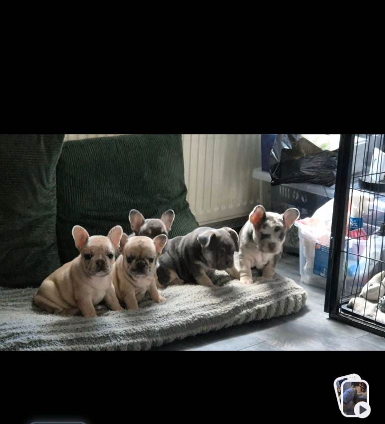 Reduced - Beautiful French Bulldogs puppies for sale