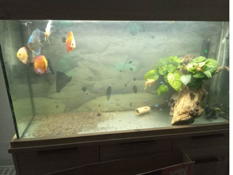 Discus aquarium 