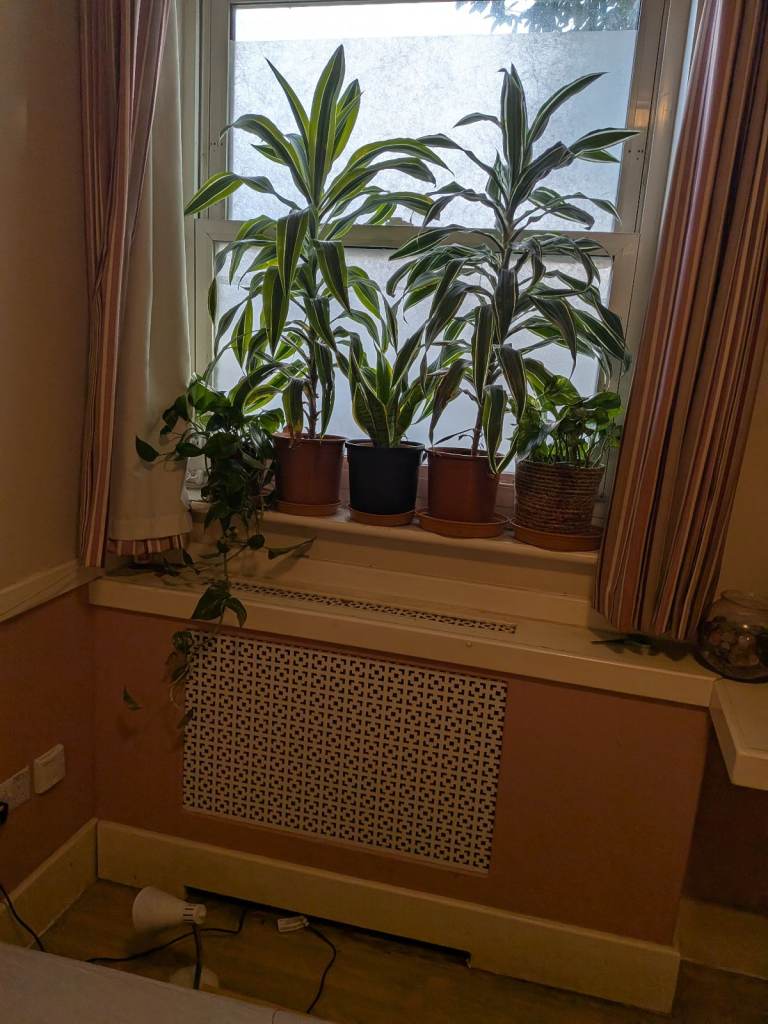 House. Plants for sale
