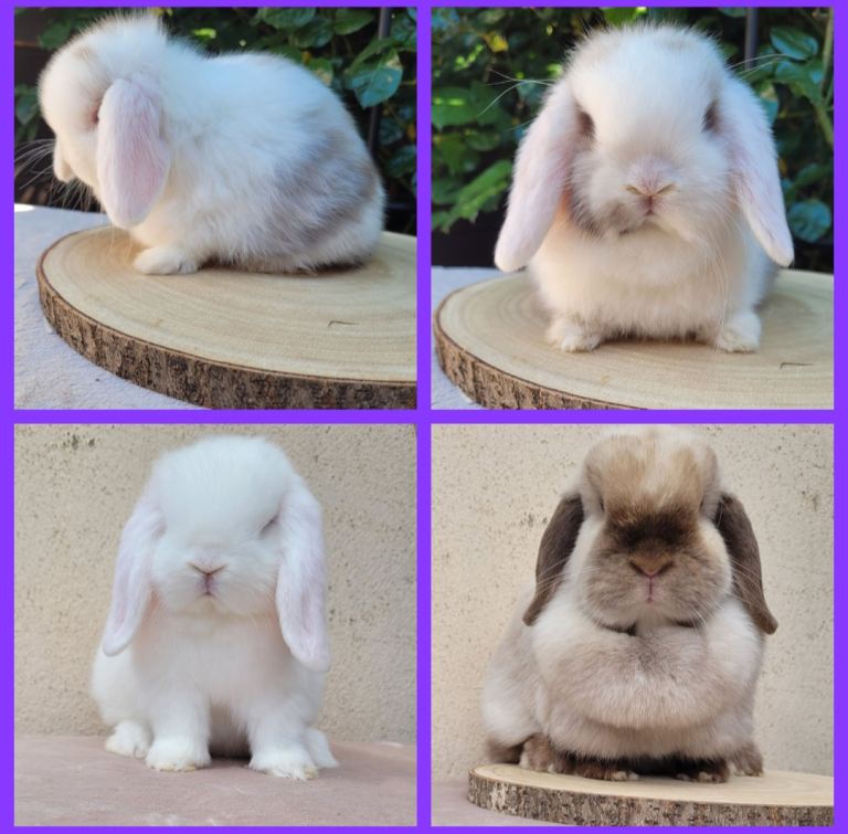 Purebred mini lop bunnies & Adults available 