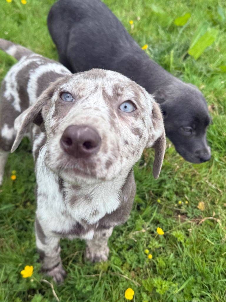 Labrador Retriever puppies in a beautiful selection of merle, silver, and charcoal