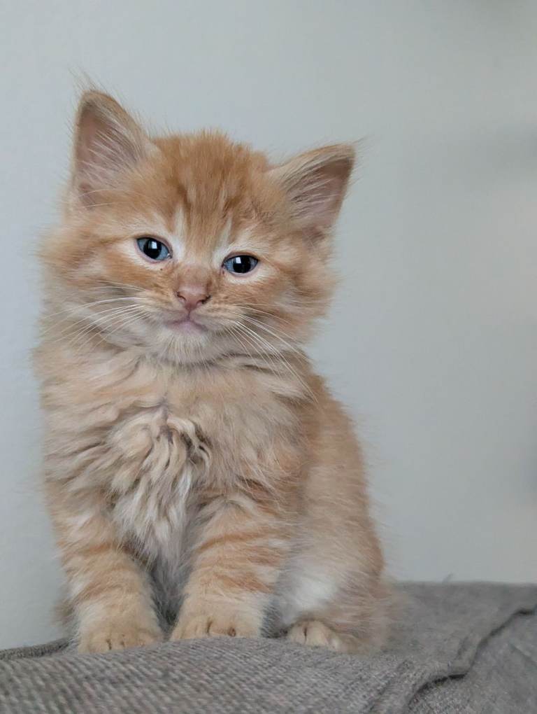Beautiful kittens 8 weeks old 