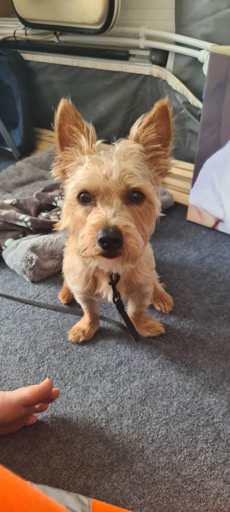 Yorkie x