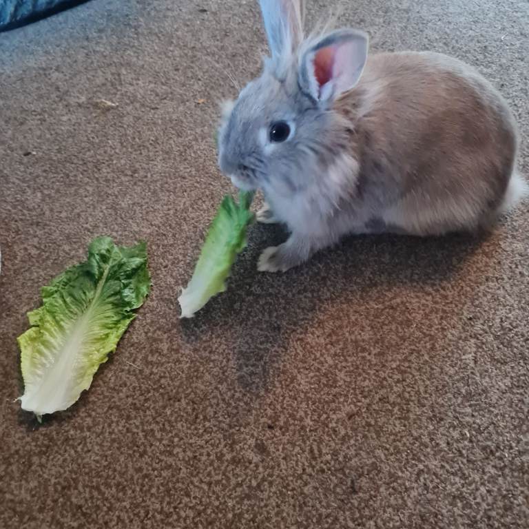 Lion hair rabbit with cage