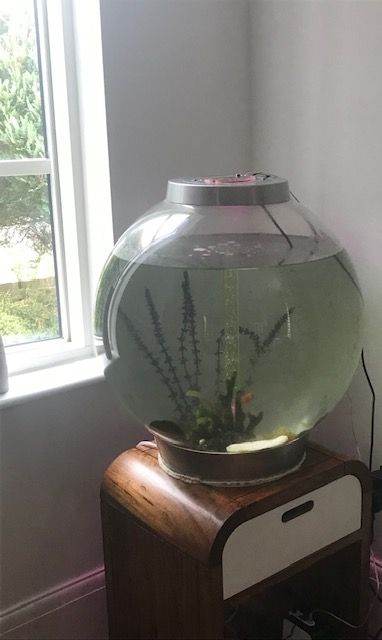 BioOrb 105 Aquarium