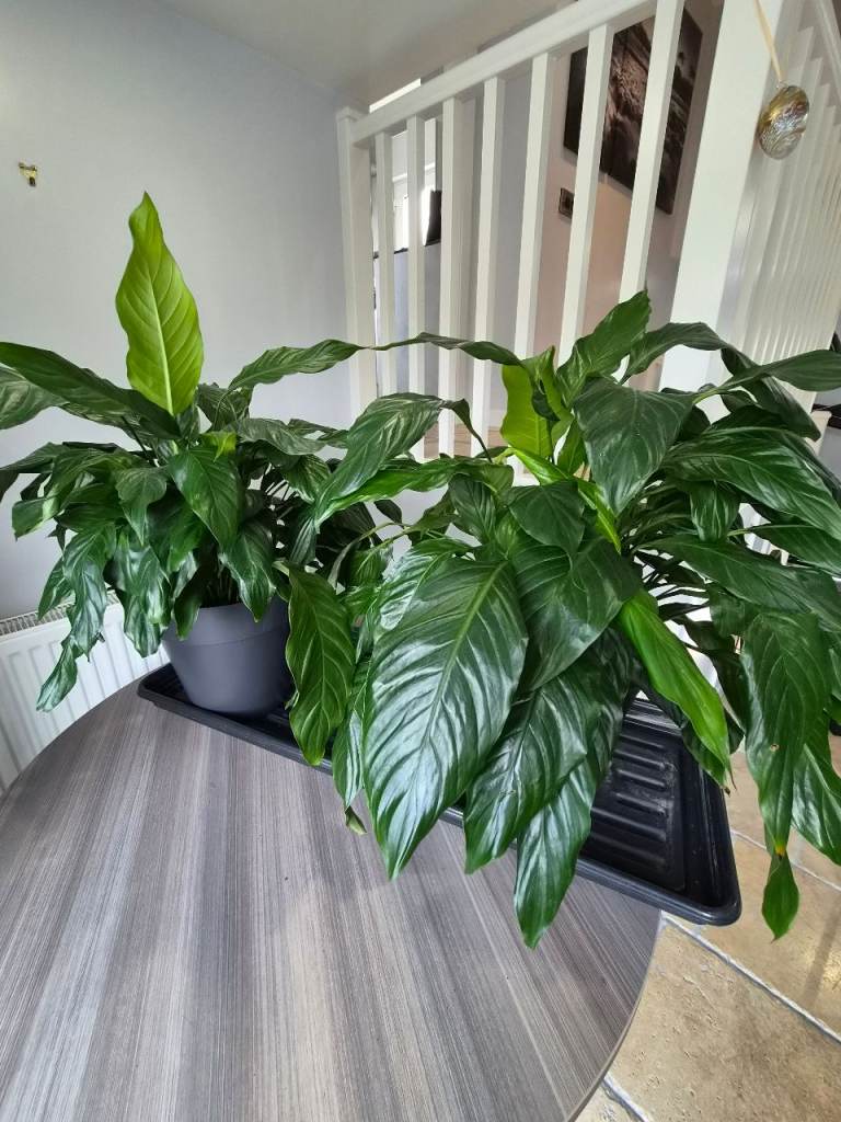 Two Medium Sized, Healthy Peace Lily Spathyphillum Plants in Plastic Pots