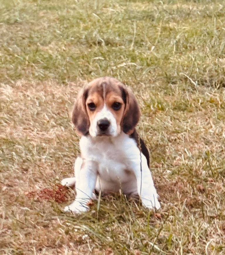 One Gorgeous male beagle puppy