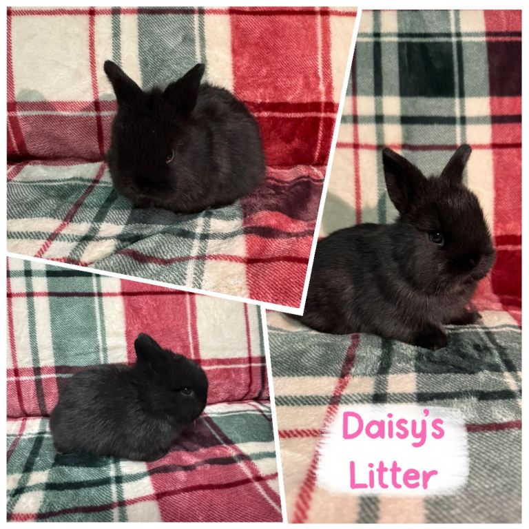 🐰Beautiful Mini Lop x Netherland Dwarf Rabbits🐰