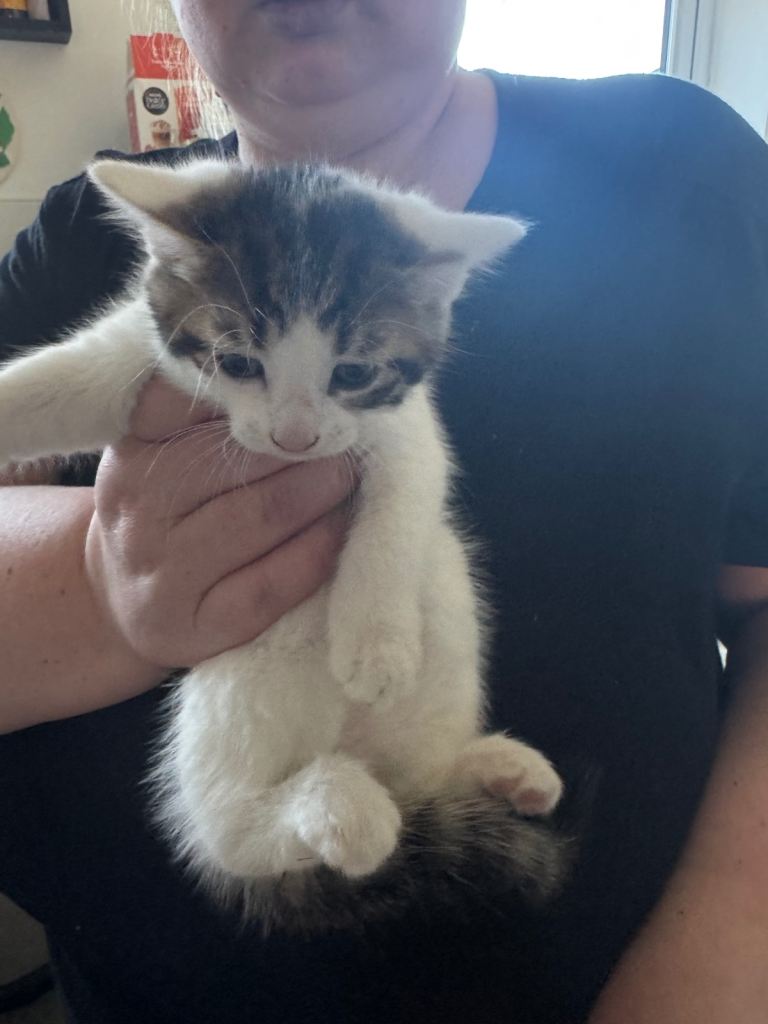 Kittens for sale 