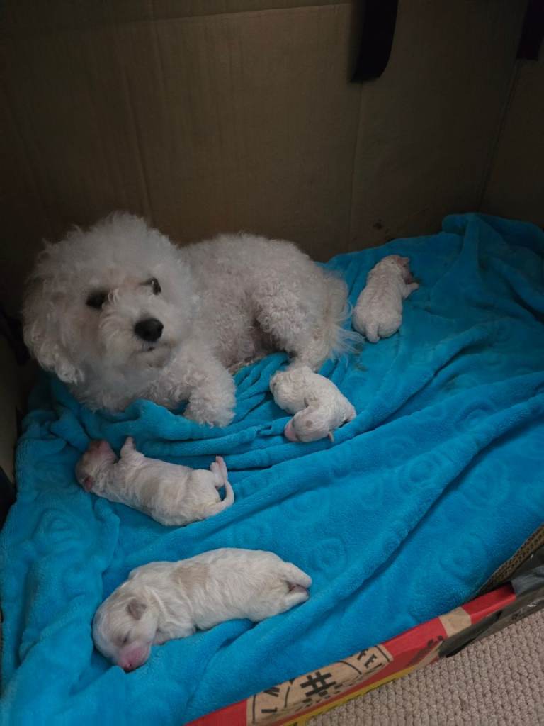 Stunning quality bichon-frise puppies