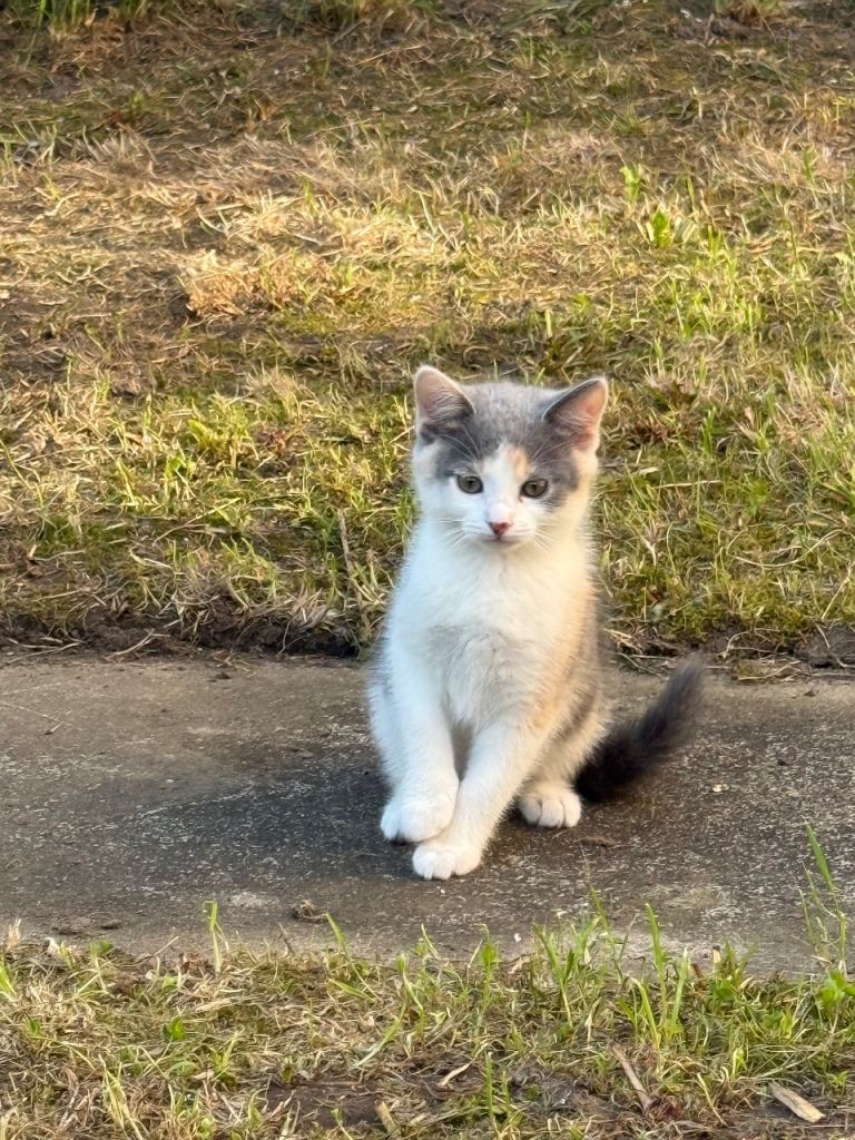 Maine Coon x British shorthair 