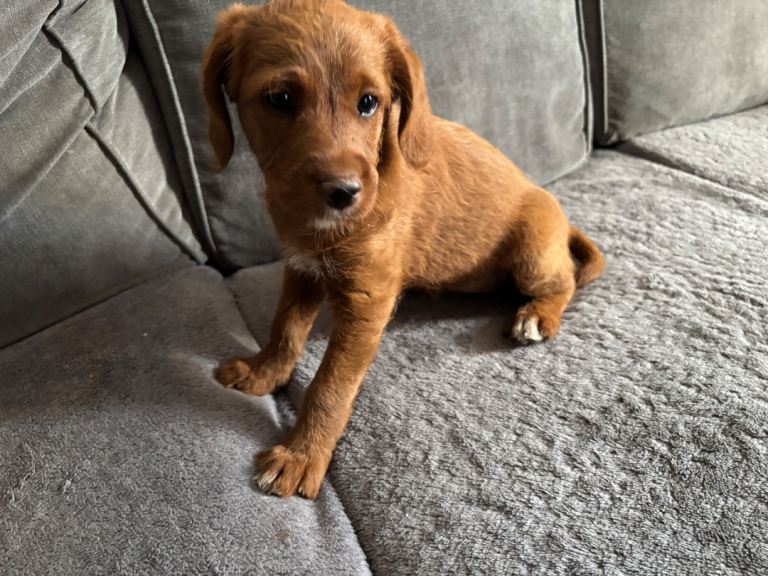 Fox red F1 Mini Labradoodle GIRL LEFT