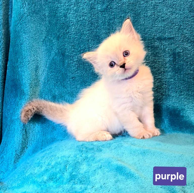 ADORABLE GCCF REG CHAMPION LINE RAGDOLL KITTENS