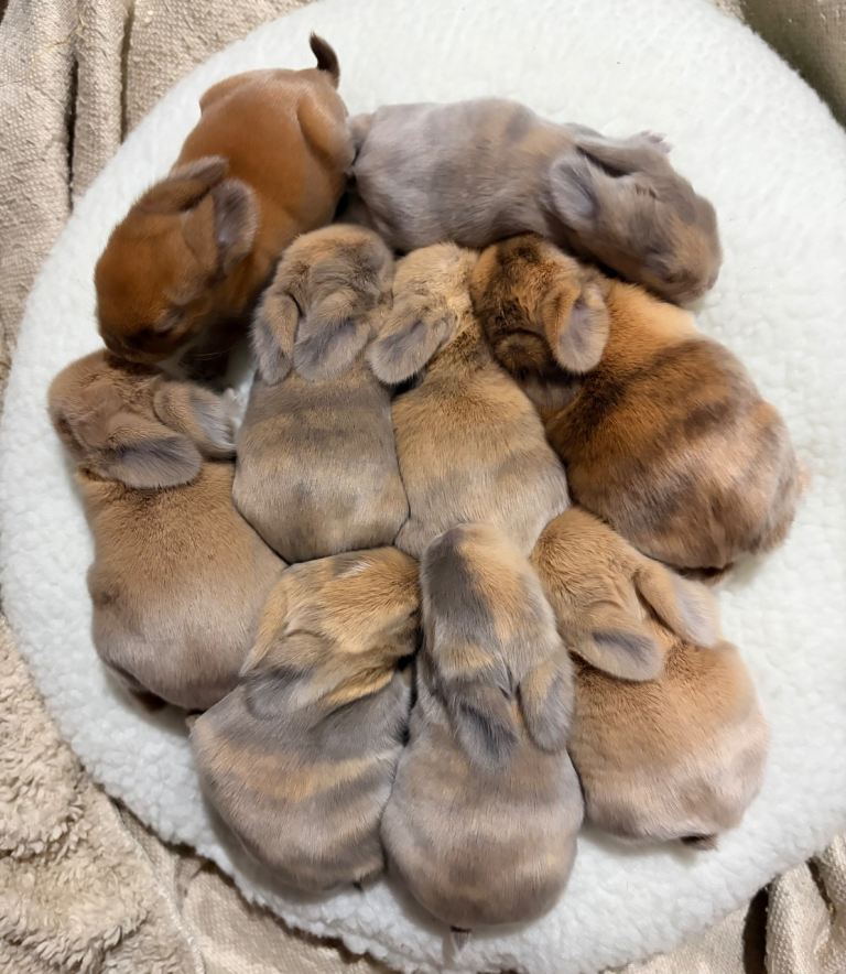 Baby Mini lops 