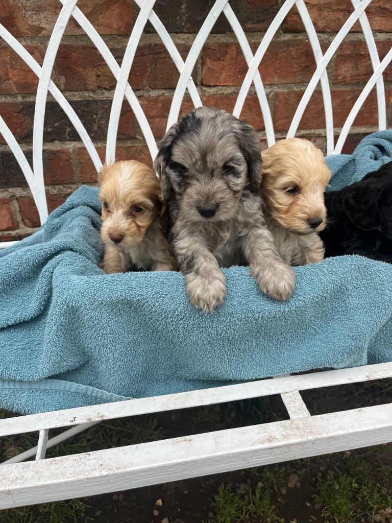 Adorable cockapoo puppies
